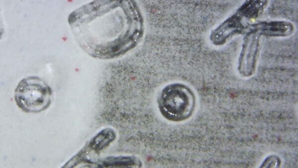 50x - 1000x WiFi Mobile Microscope